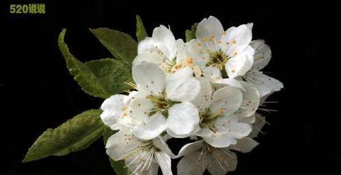 重大舞蹈爆料视频,重大舞蹈爆料视频背后的惊人真相 第3张 重大舞蹈爆料视频,重大舞蹈爆料视频背后的惊人真相 第3张